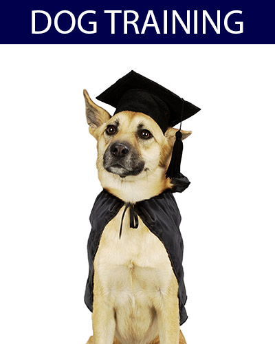 Dog Training