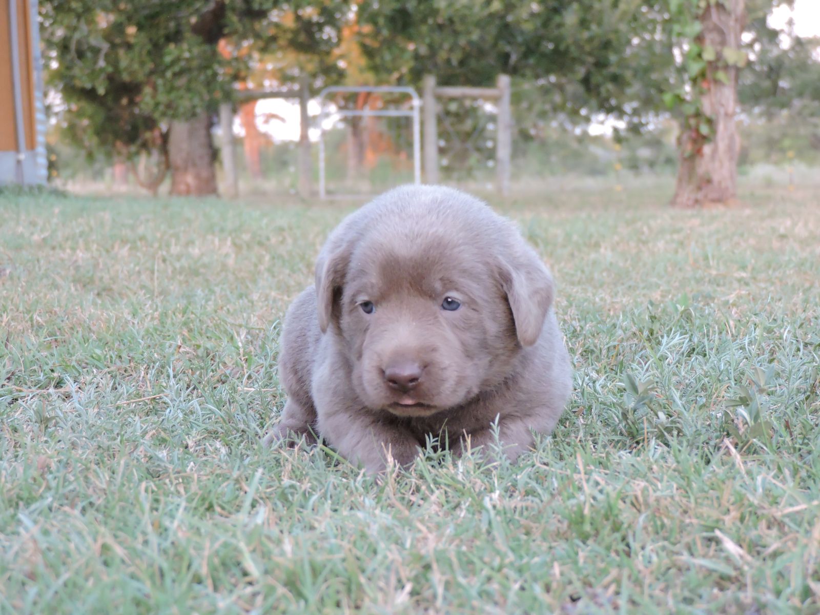 Silver lab Puppies for Sale Bella LSF Dk Pink
