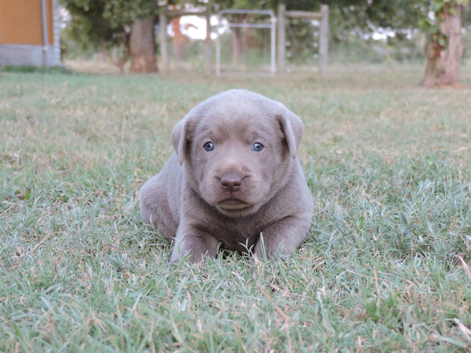 Silver lab Puppies for Sale Bella LSF PPD