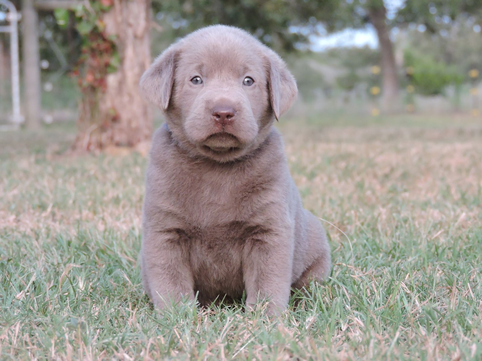Silver lab Puppies for Sale Bella LSM Blue
