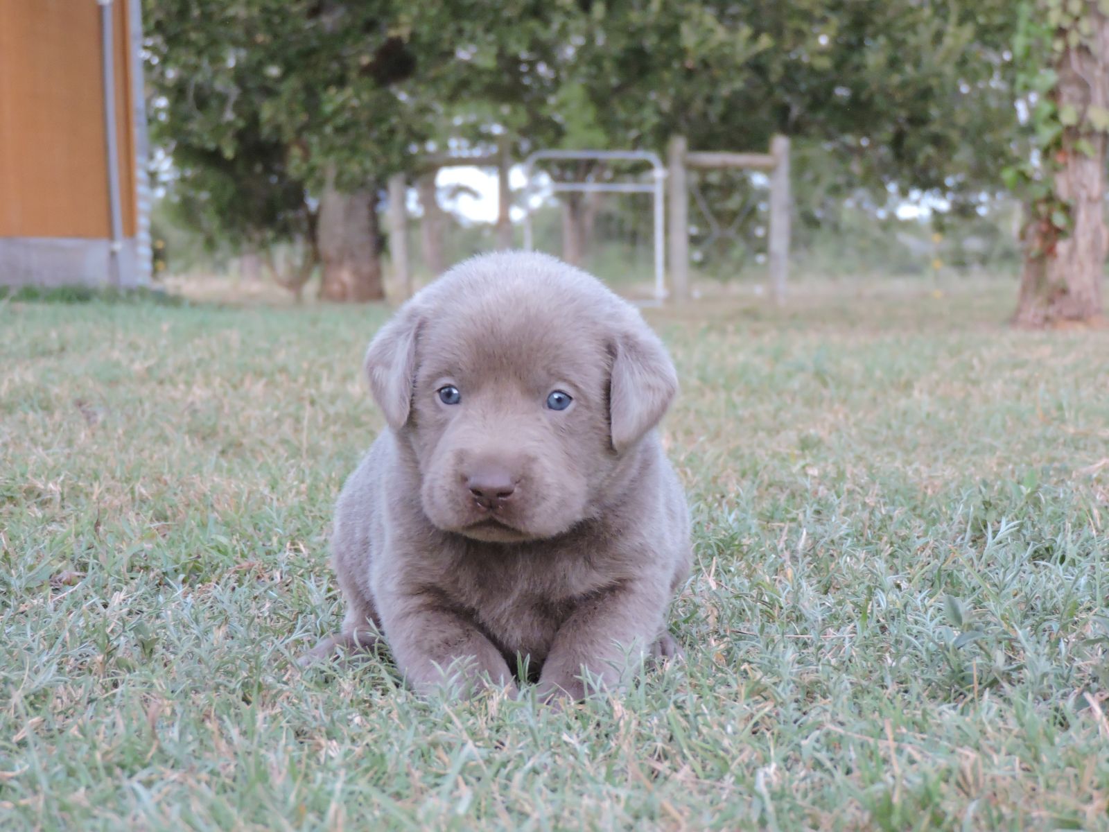 Silver lab Puppies for Sale Bella LSM Blue