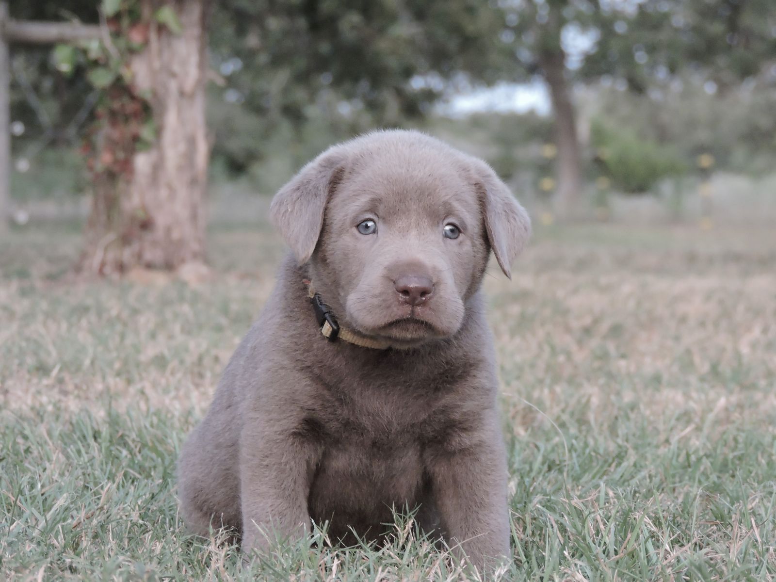 Silver lab Puppies for Sale Bella LSM Green