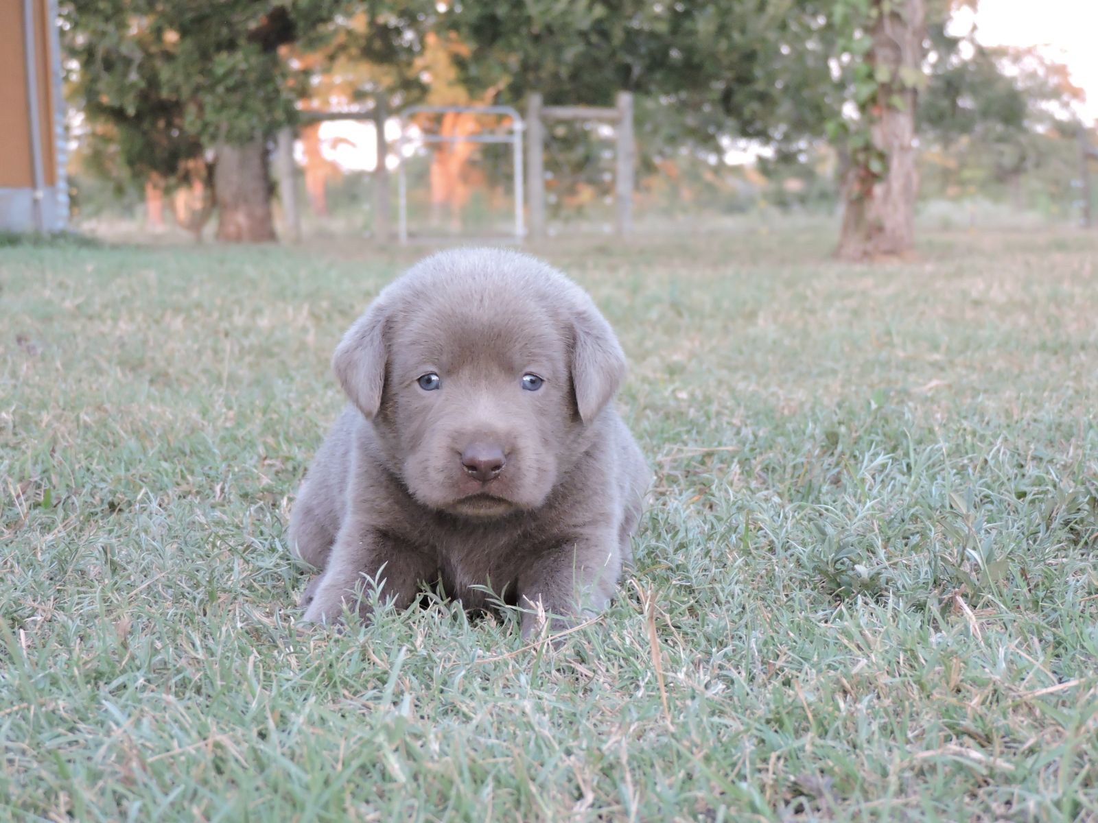 Silver lab Puppies for Sale Bella LSM Green