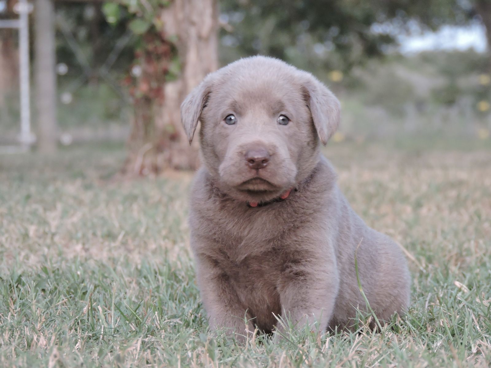 Silver lab Puppies for Sale Bella LSM Red