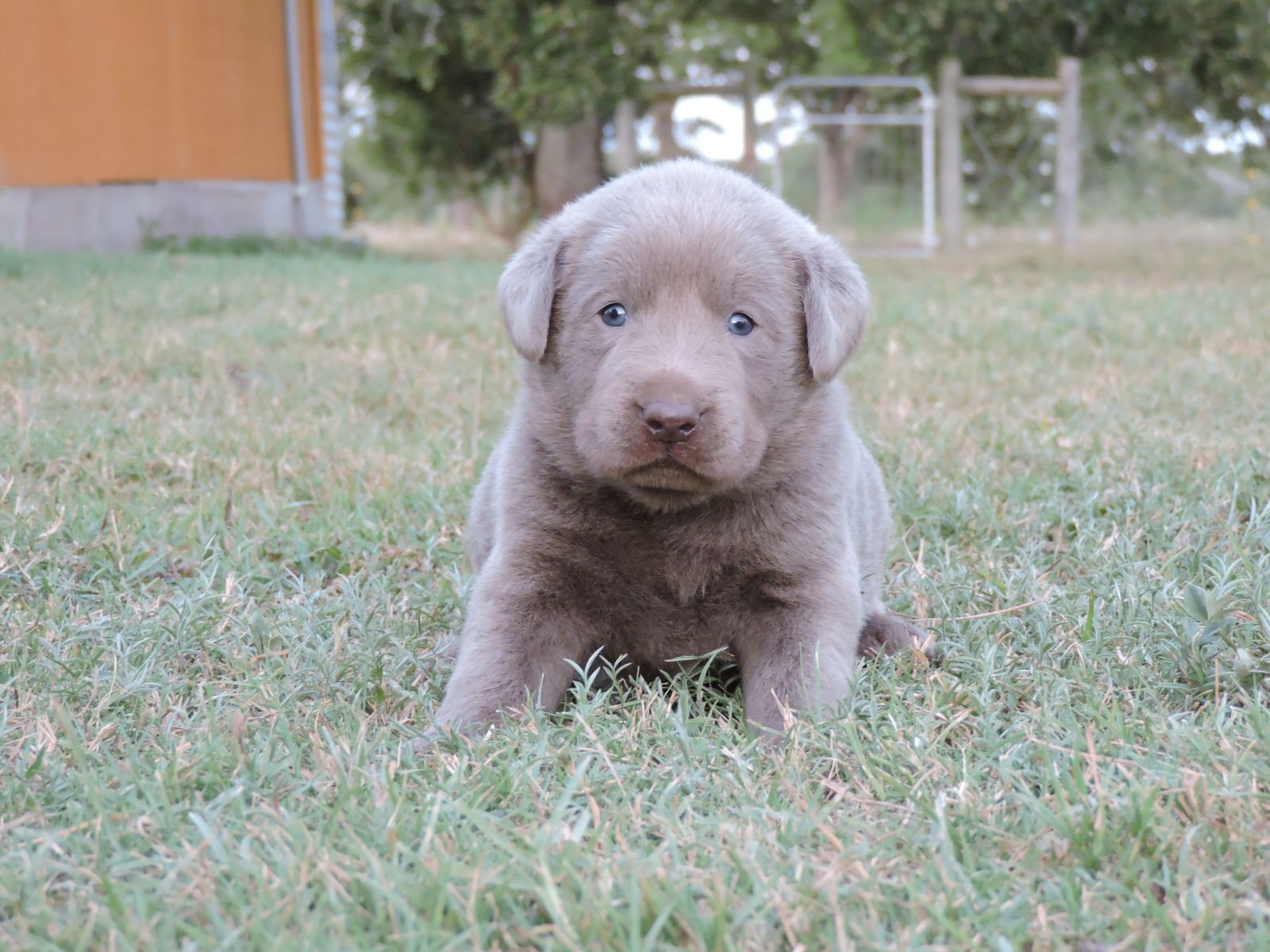 Silver lab Puppies for Sale Bella LSM Red