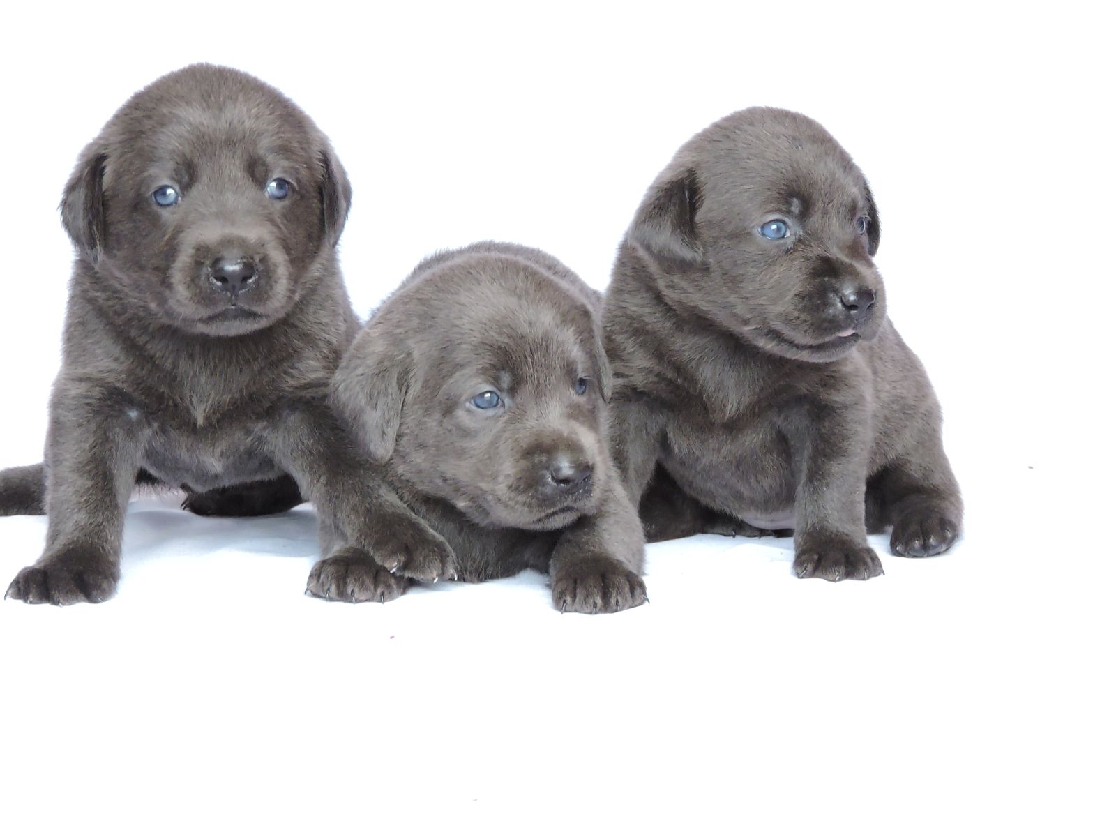 Silver lab Puppies for Sale Mer CF
