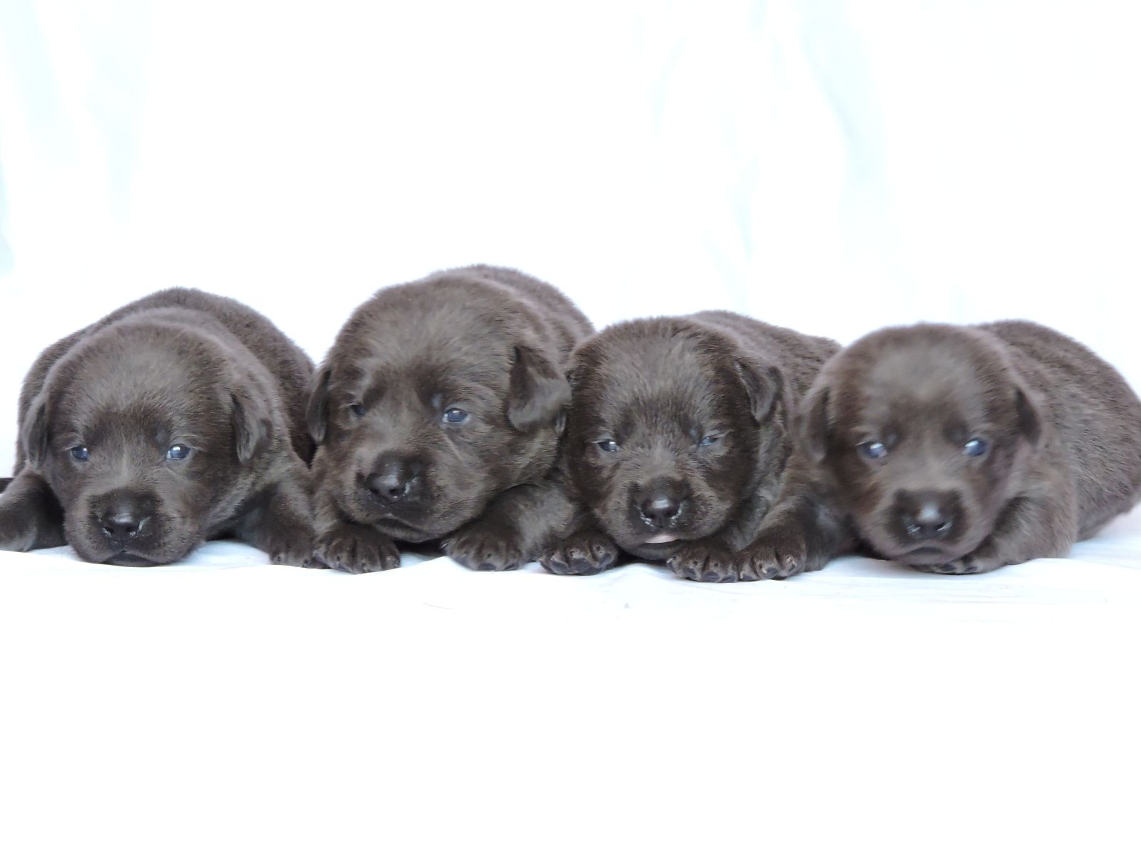 Silver lab Puppies for Sale Mer CM