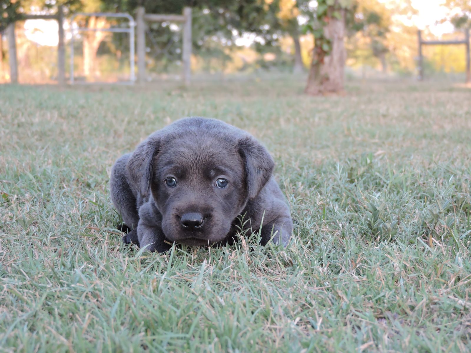 Silver lab Puppies for Sale Rosebud CF Blue STripe