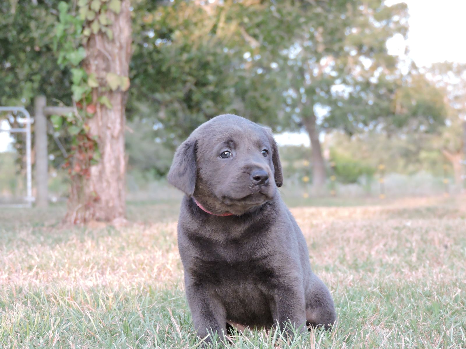 Silver lab Puppies for Sale Rosebud CF Dark Pink