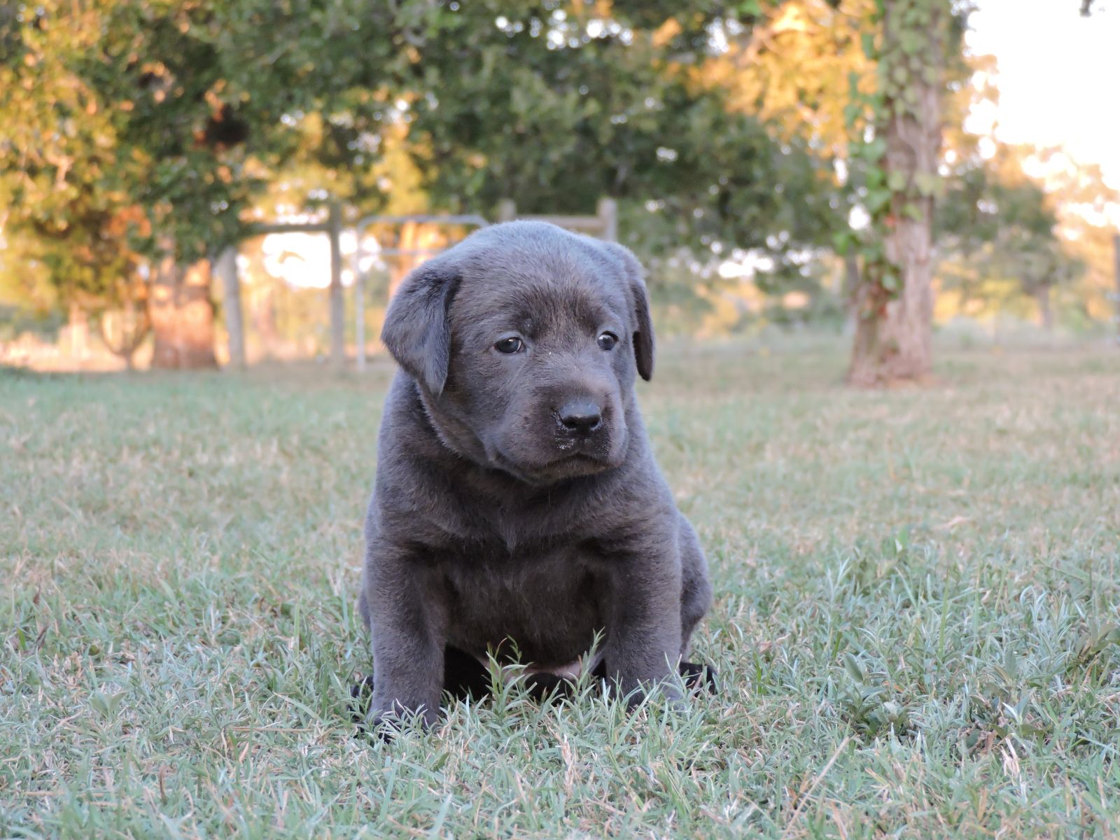 Silver lab Puppies for Sale Rosebud CF Dk Pink