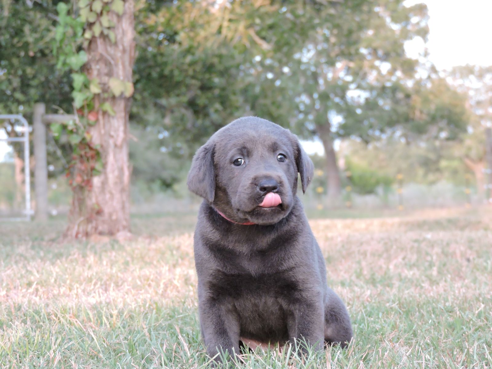Silver lab Puppies for Sale Rosebud CF PPD