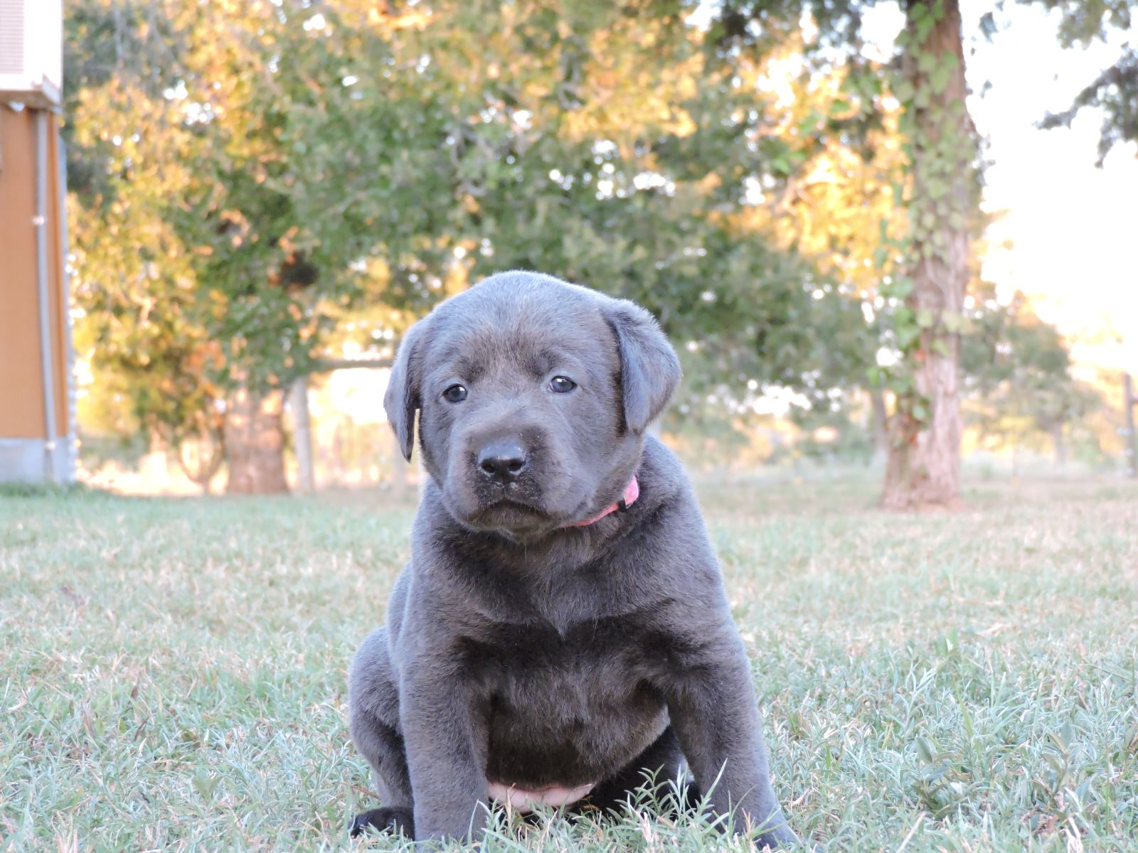 Silver lab Puppies for Sale Rosebud CF PPD