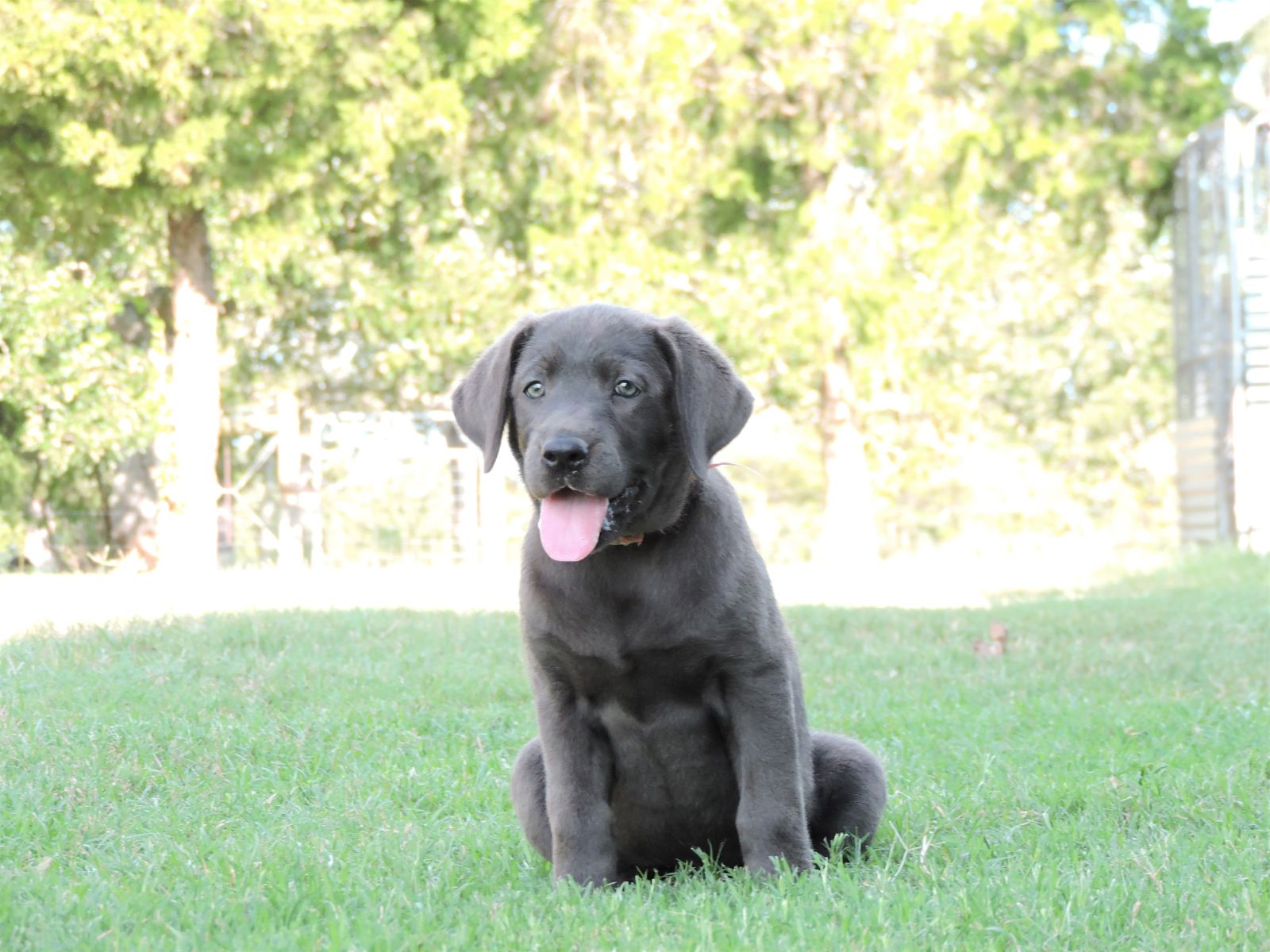 Silver lab Puppies for Sale Merc Pink and Yellow