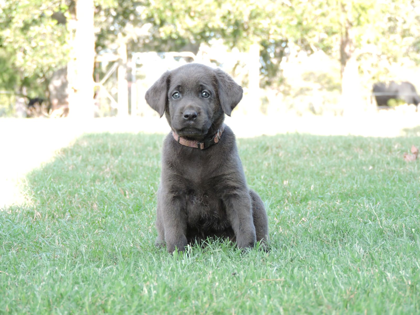 Silver lab Puppies for Sale Shiloh CF Purple