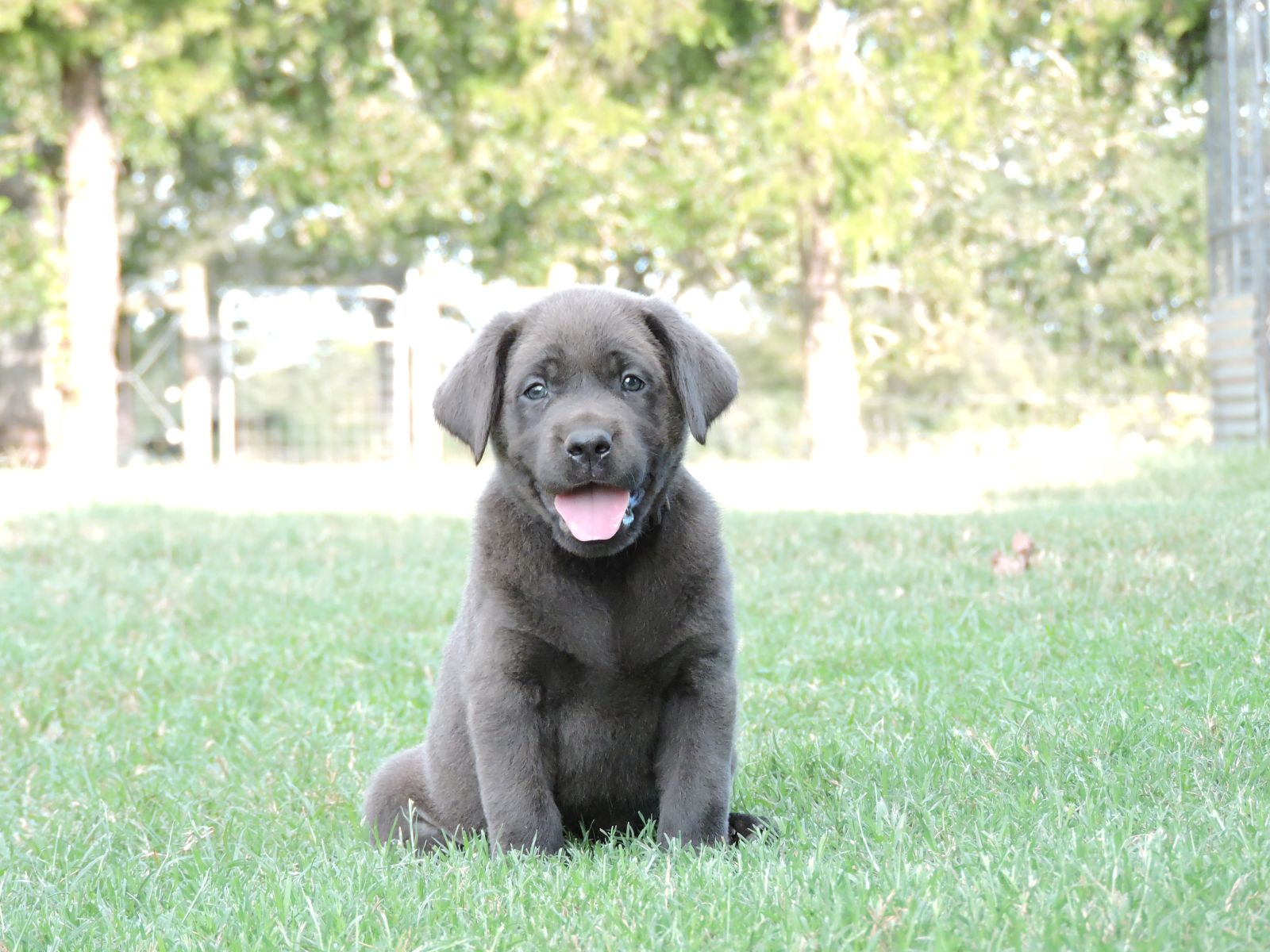 Silver lab Puppies for Sale Shiloh CM Black