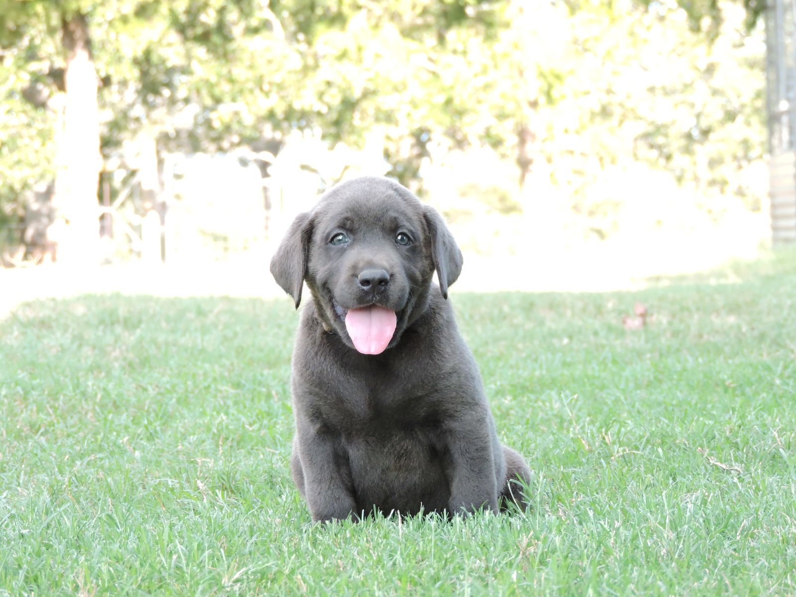 Silver lab Puppies for Sale Shiloh CM Green