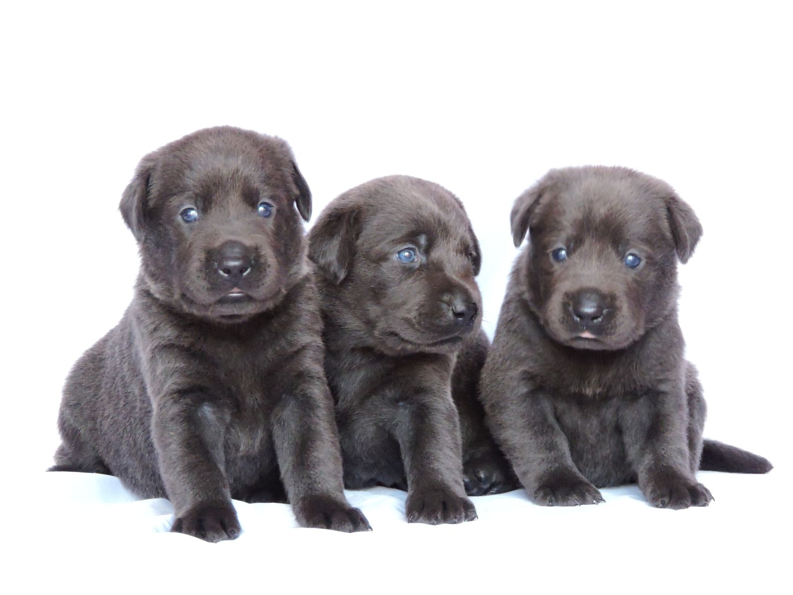Silver lab Puppies for Sale Dakota CF