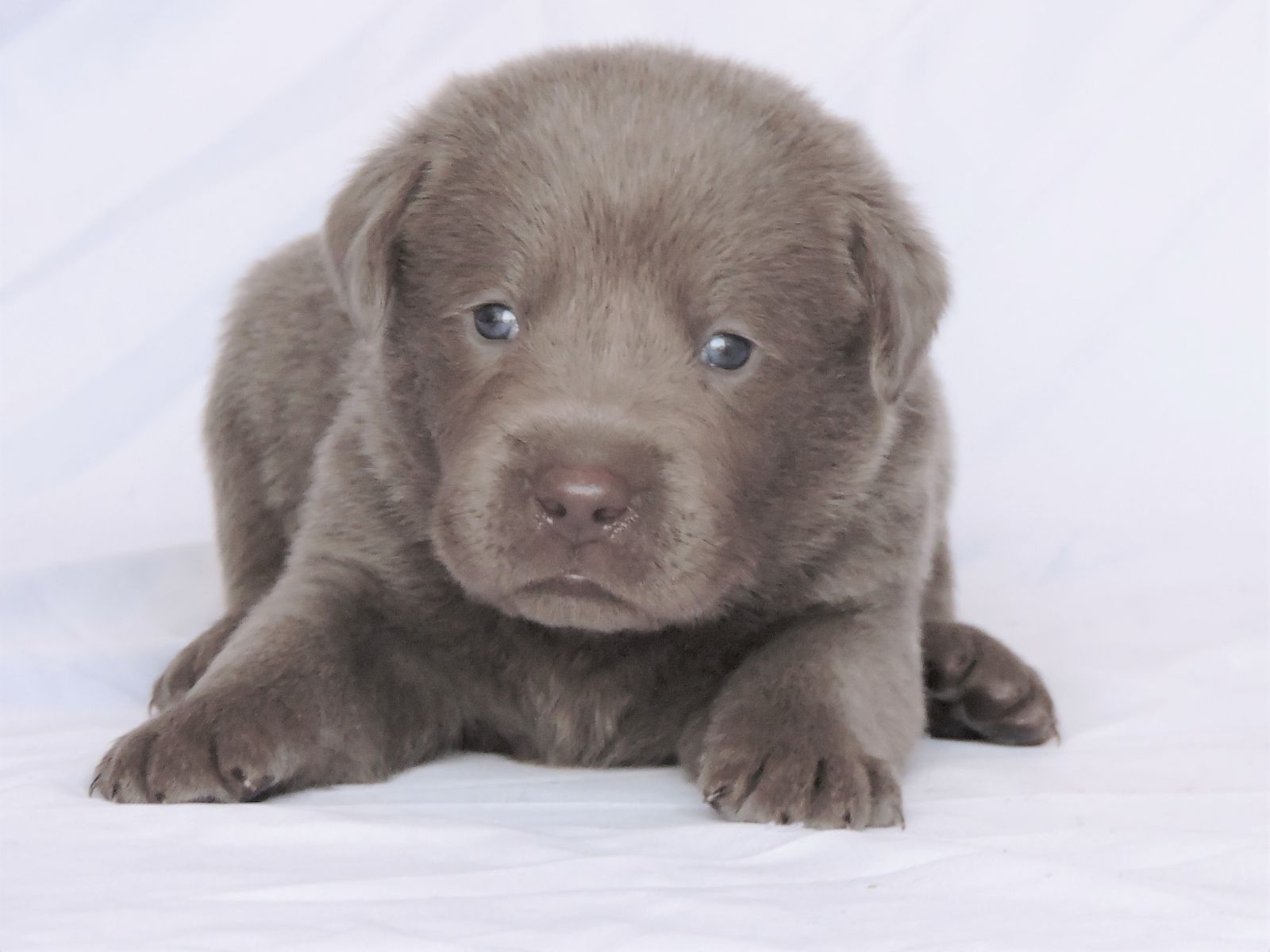 Silver lab Puppies for Sale Dakota LSM