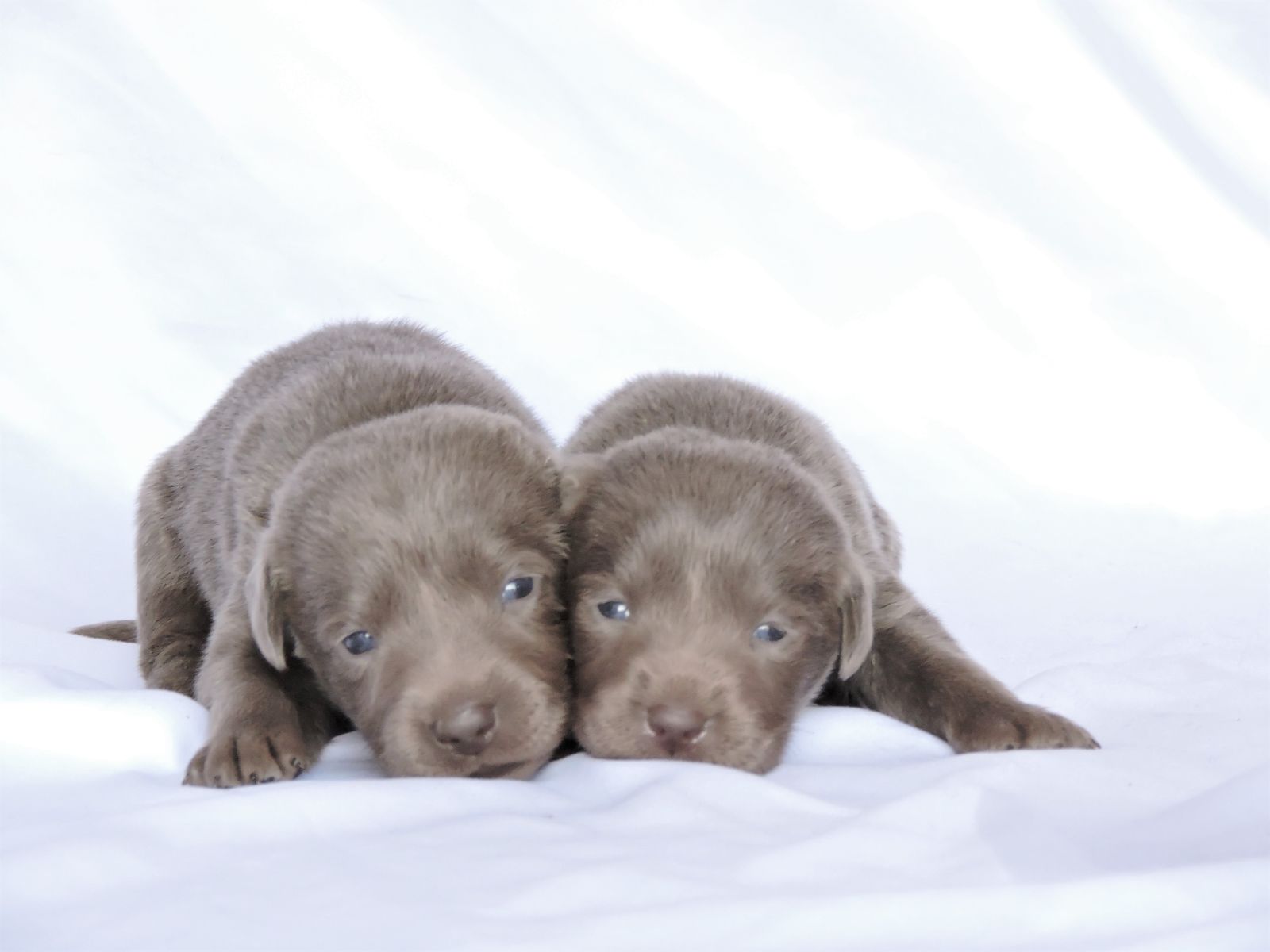 Silver lab Puppies for Sale Fancy LSM