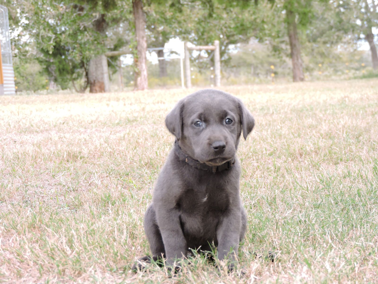 Silver lab Puppies for Sale Lexus CF Black
