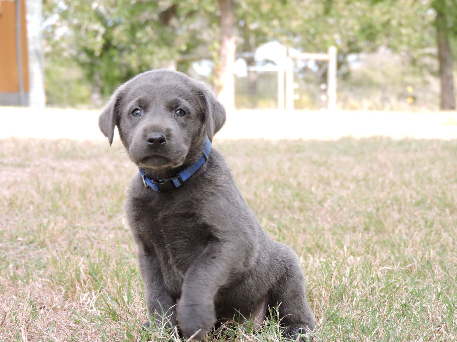 Silver lab Puppies for Sale Lexus CM Blue (2)