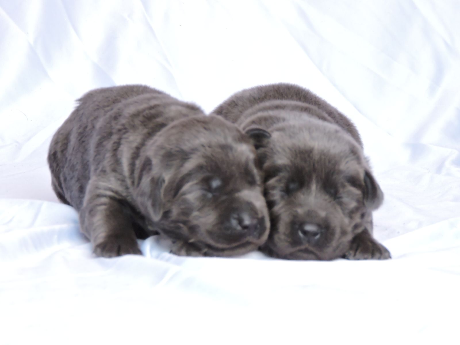 Silver lab Puppies for Sale Lexus CM