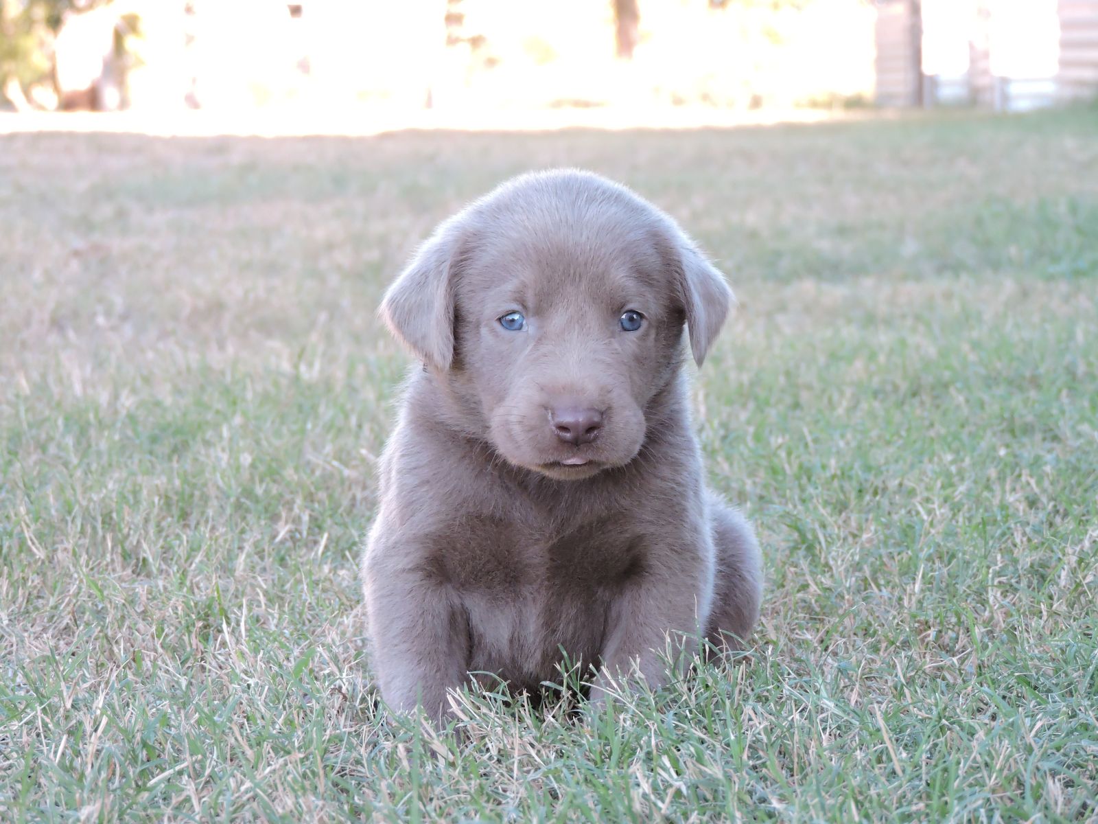 Silver lab Puppies for Sale Lexus LSM