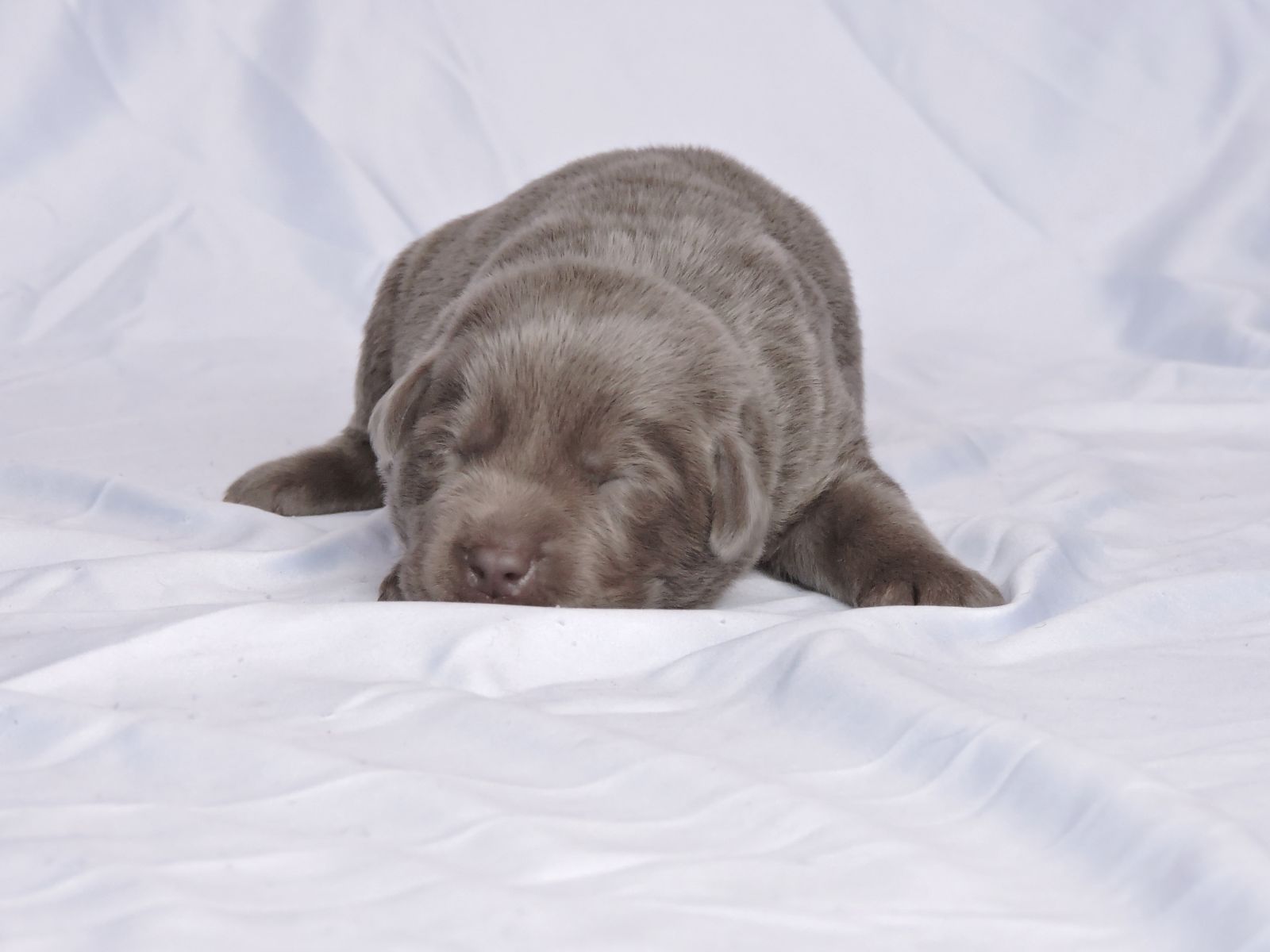 Silver lab Puppies for Sale Lexus LSM