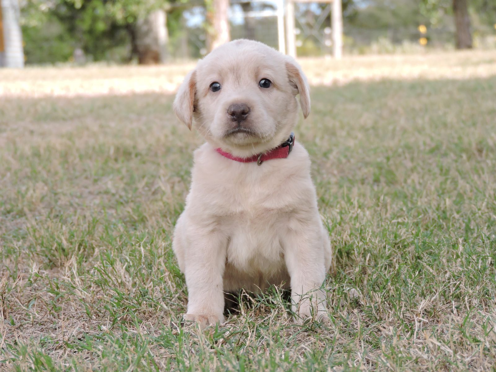 Silver lab Puppies for Sale Sierra CF Dk Pink
