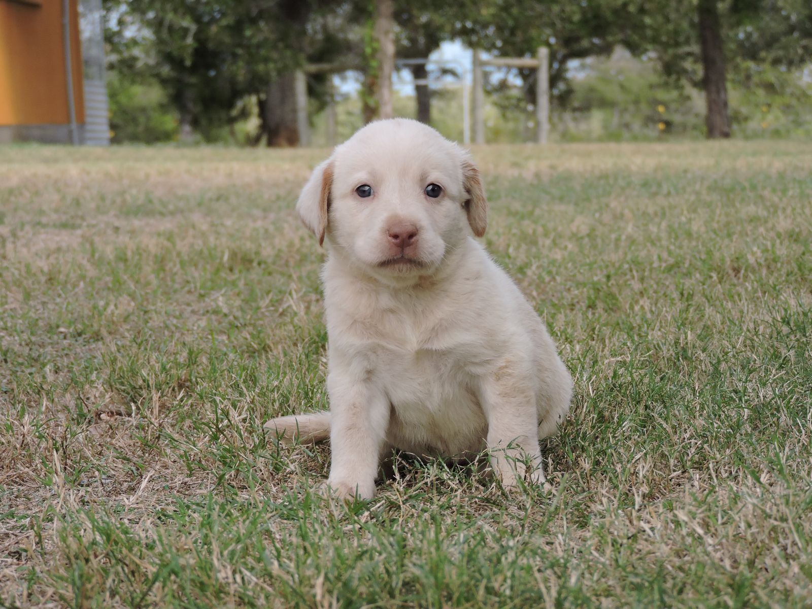Silver lab Puppies for Sale Sierra CF No Collar