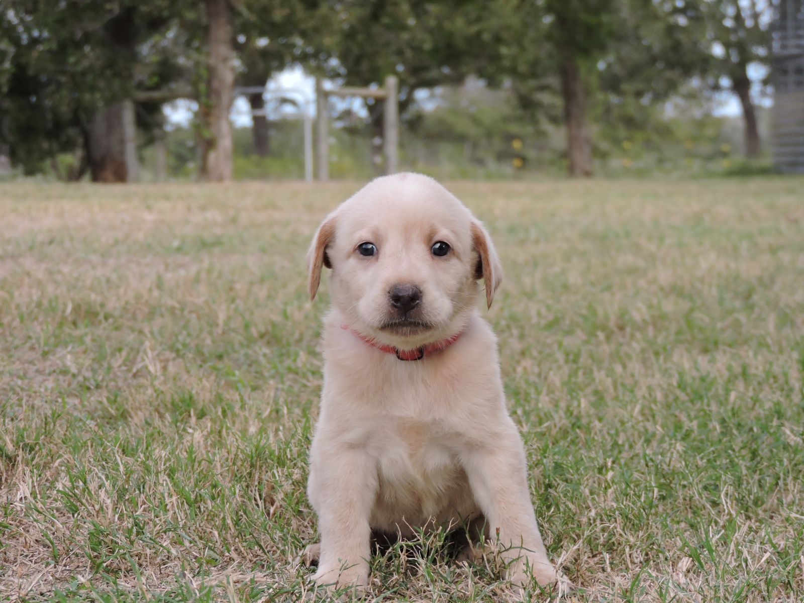 Silver lab Puppies for Sale Sierra CF Red