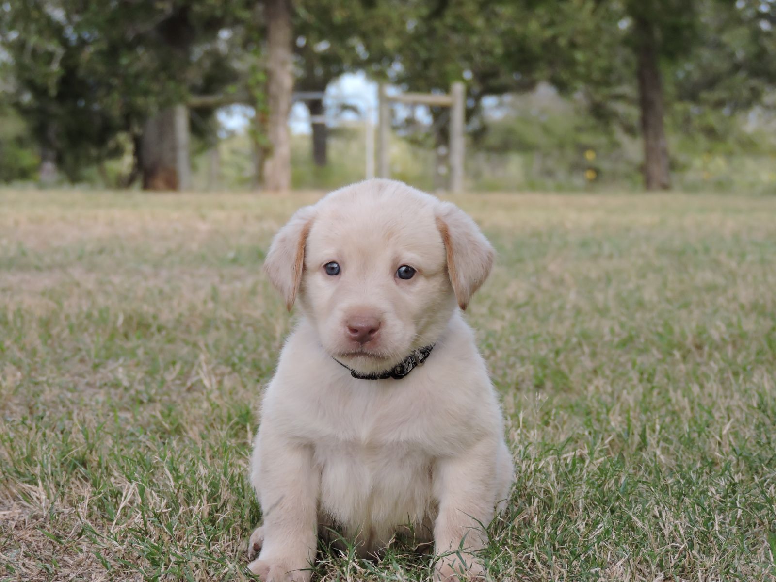 Silver lab Puppies for Sale Sierra CM Black Bones