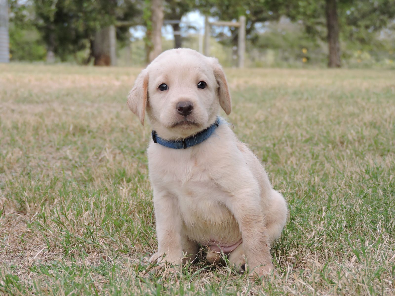 Silver lab Puppies for Sale Sierra CM Blue