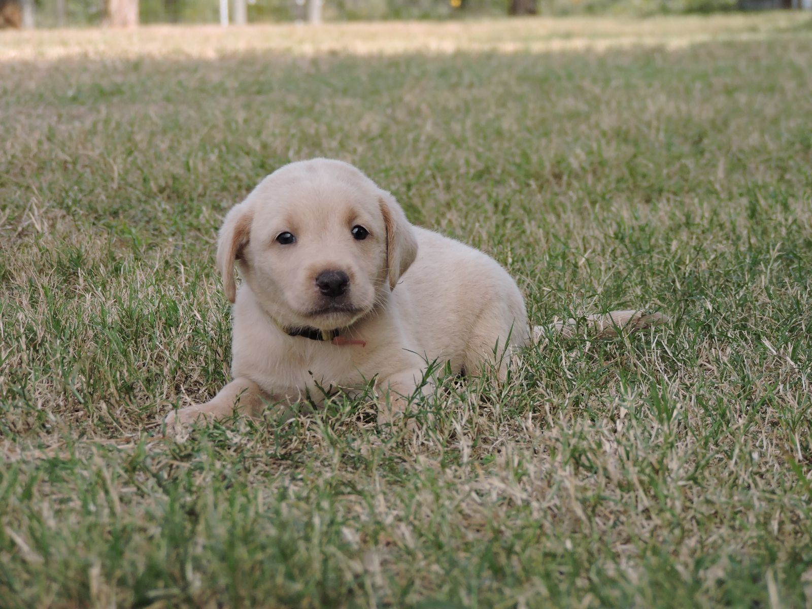 Silver lab Puppies for Sale Sierra CM Green
