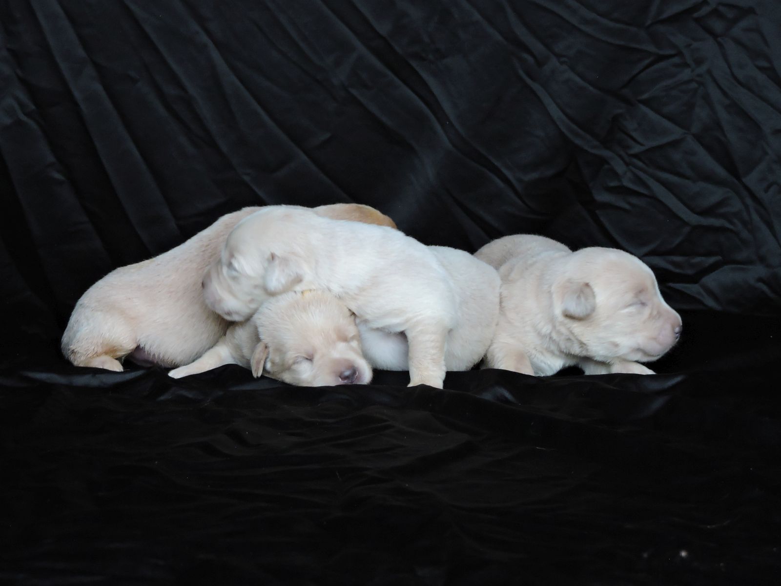 Silver lab Puppies for Sale Sierra Champ F