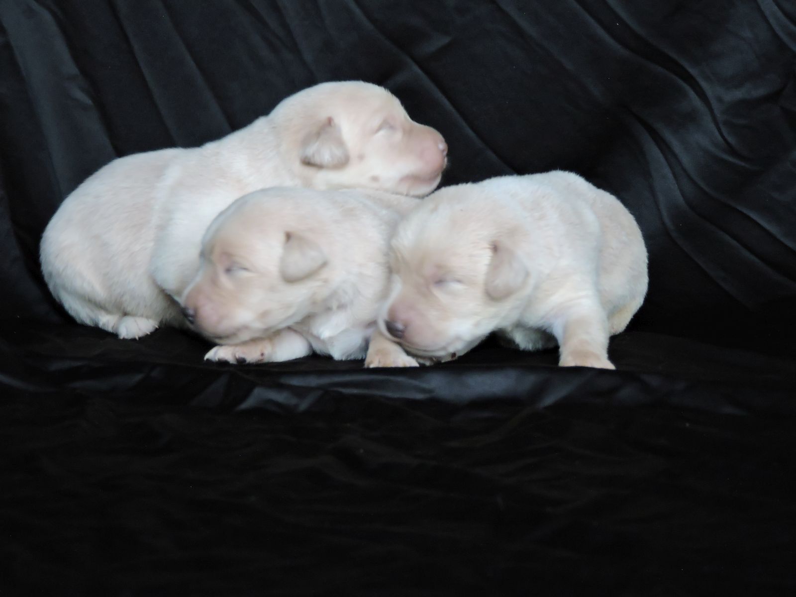 Silver lab Puppies for Sale Sierra Champ M