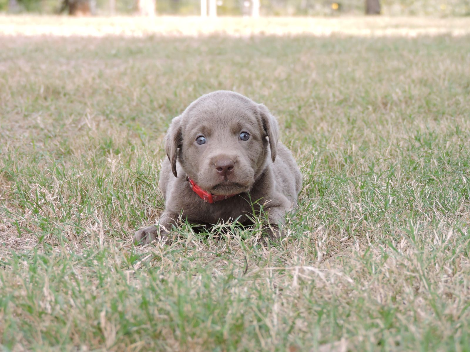 Silver lab Puppies for Sale Sierra LSM Bones