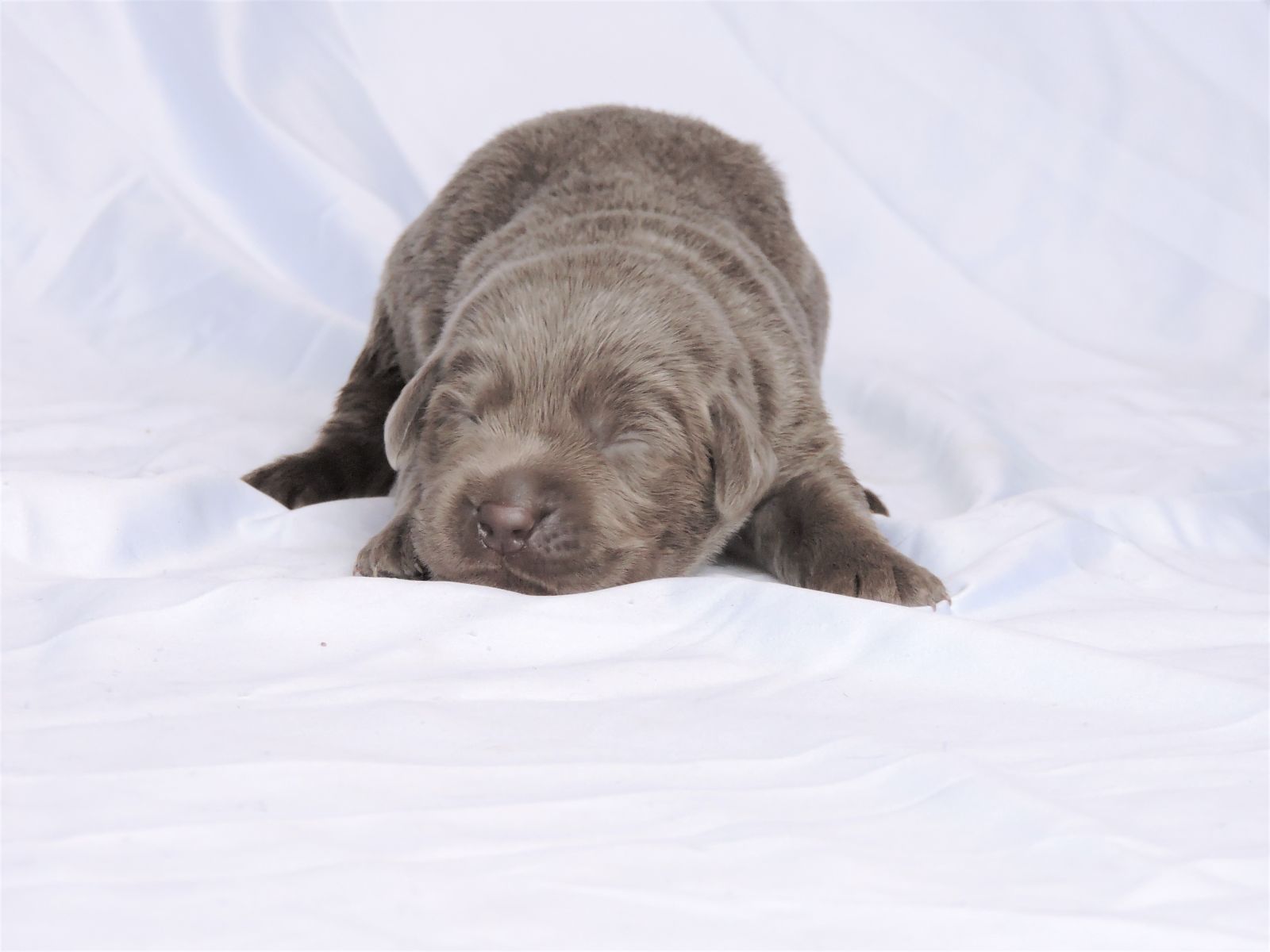 Silver lab Puppies for Sale Sierra LSM