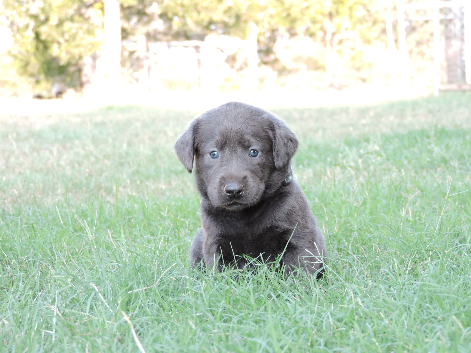 Silver lab Puppies for Sale Willow CF Black Plaid