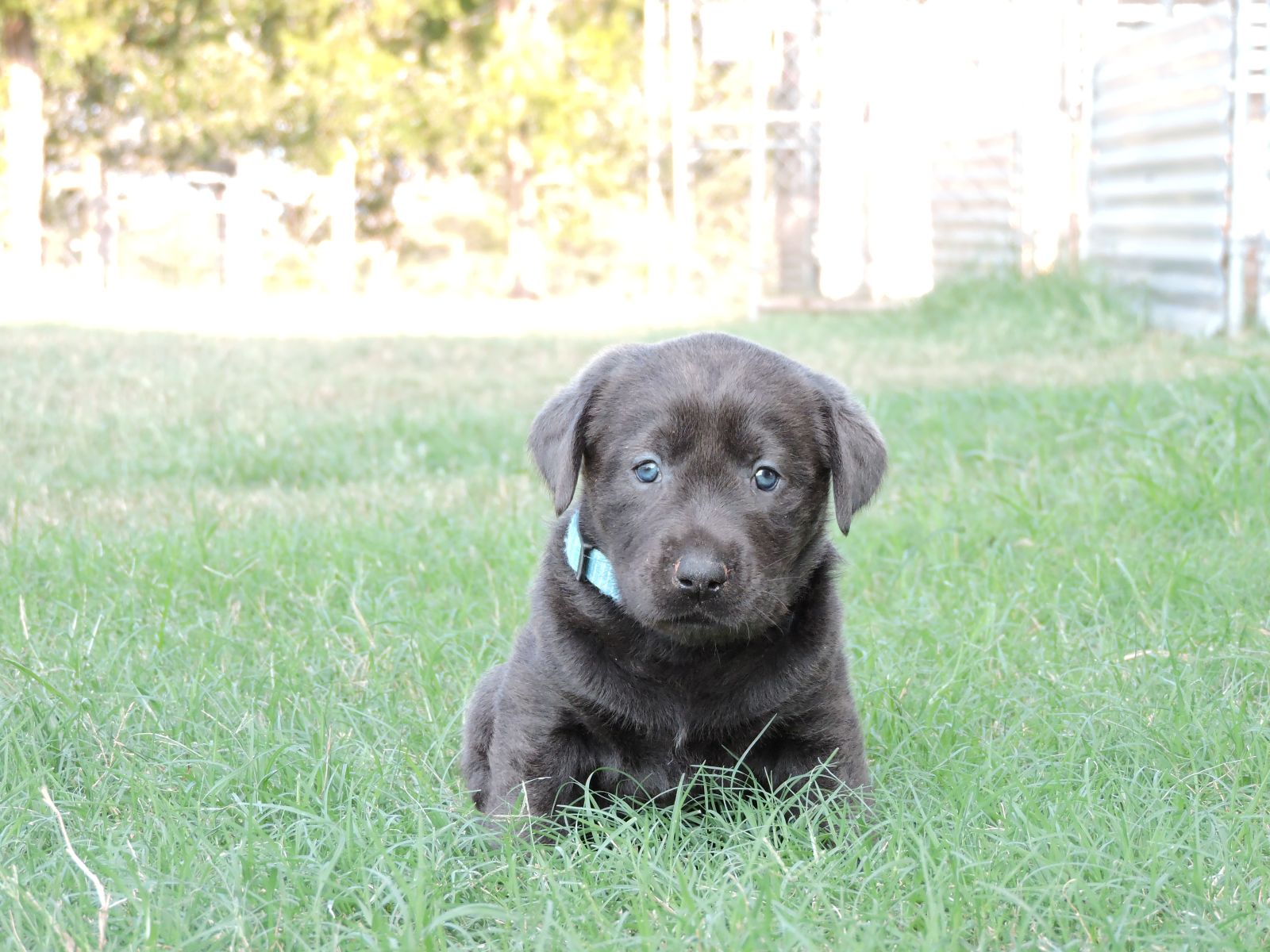 Silver lab Puppies for Sale Willow CF Blue Stripe