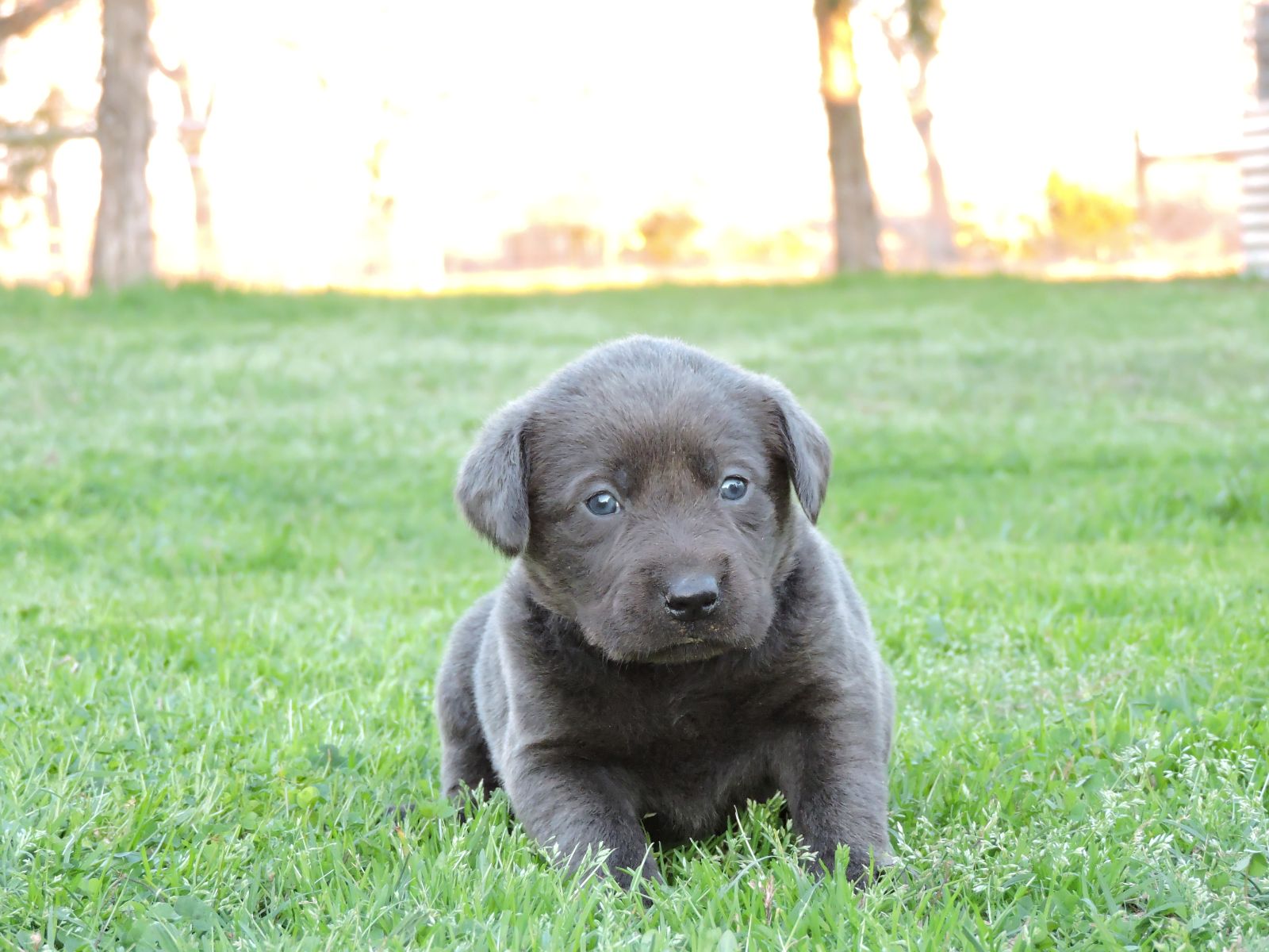 Silver Lab Puppies Chey CF PPD