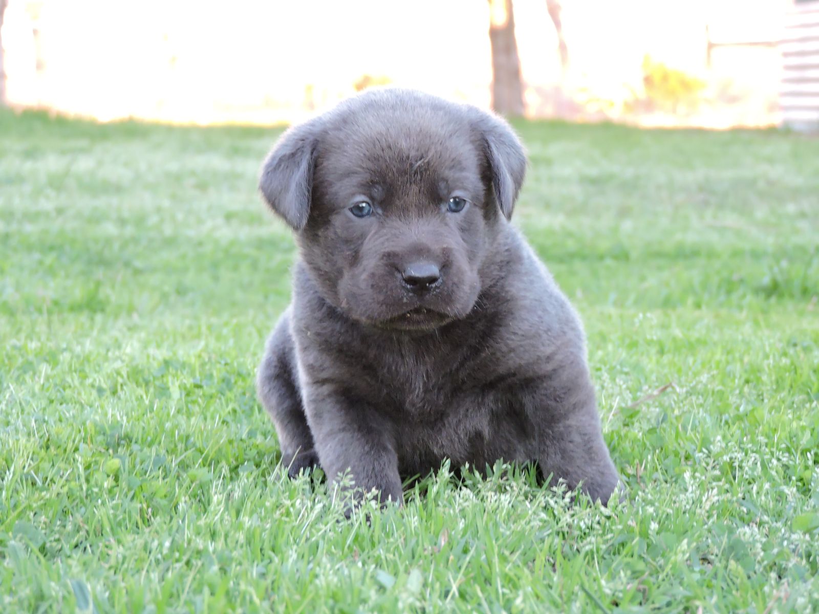 Silver Lab Puppies Chey CF Purple Paws