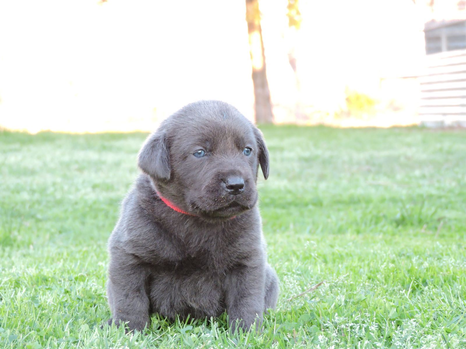 Silver Lab Puppies Chey CF Red