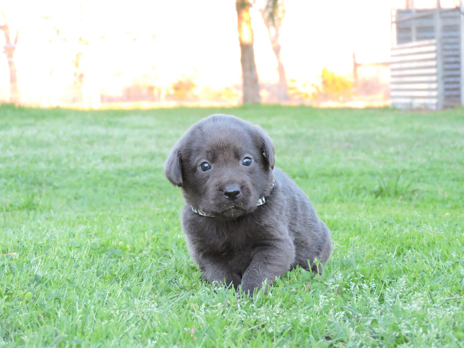 Silver Lab Puppies Chey CM Black Bones