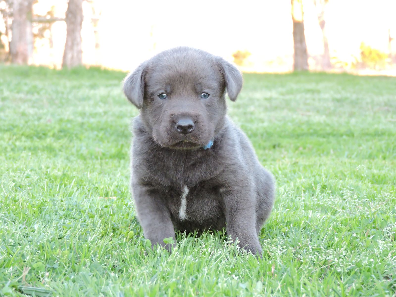 Silver Lab Puppies Chey CM Blue