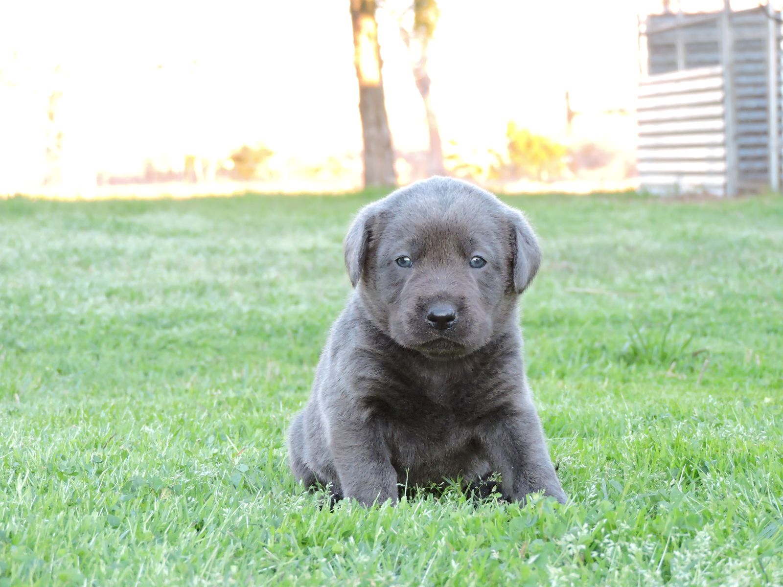 Silver Lab Puppies Chey CM Green