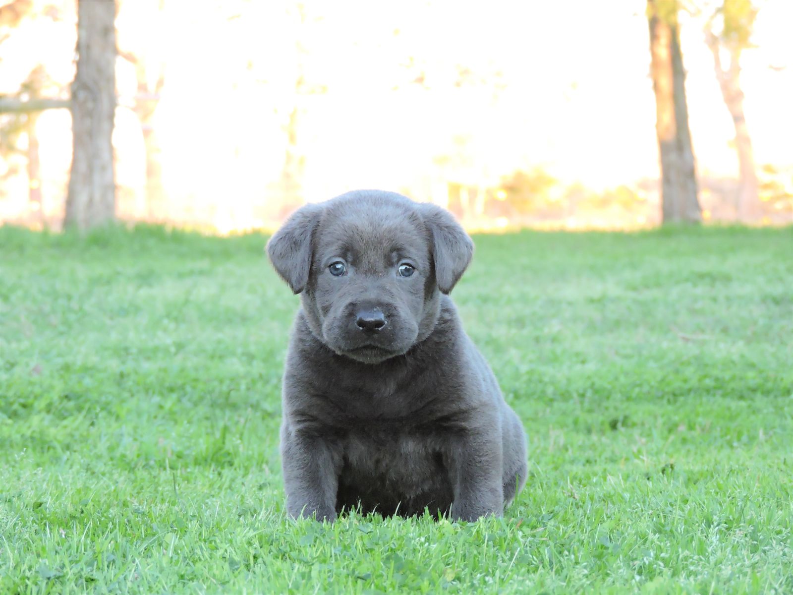 Silver Lab Puppies Kimber CM Black