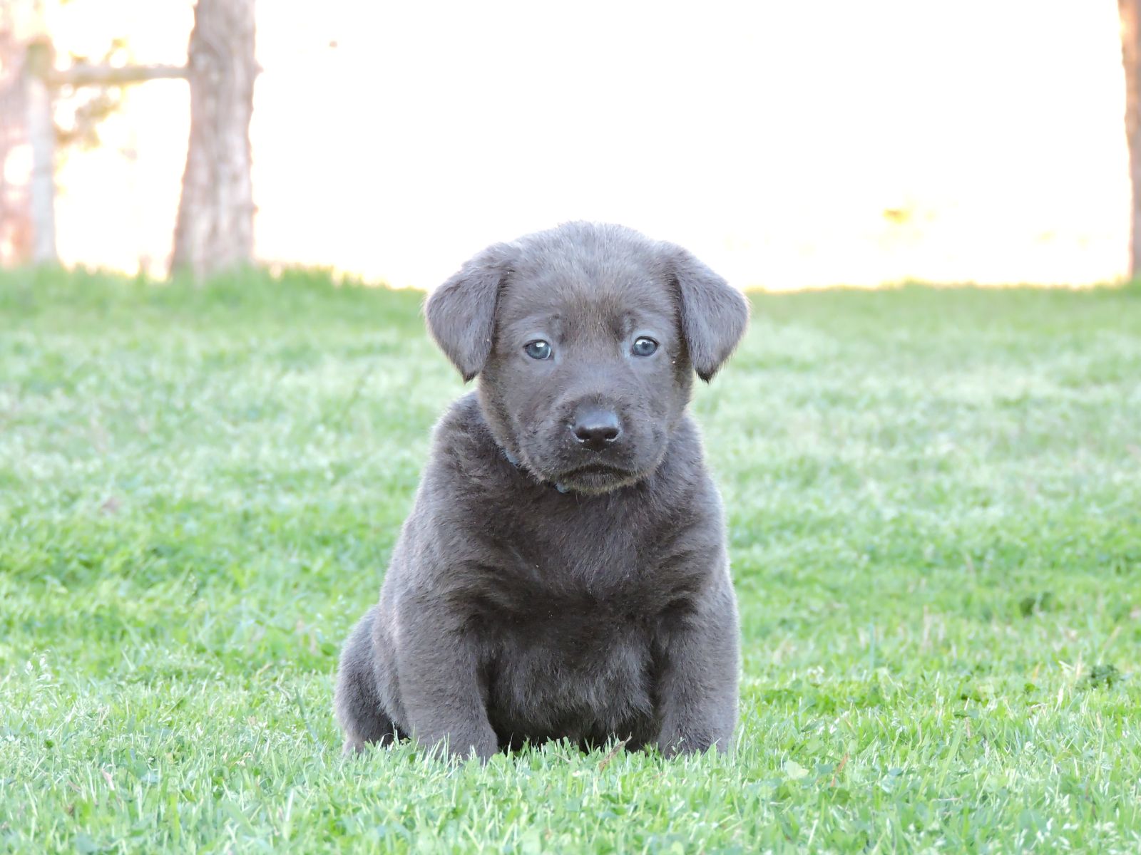 Silver Lab Puppies Kimber CM Blue