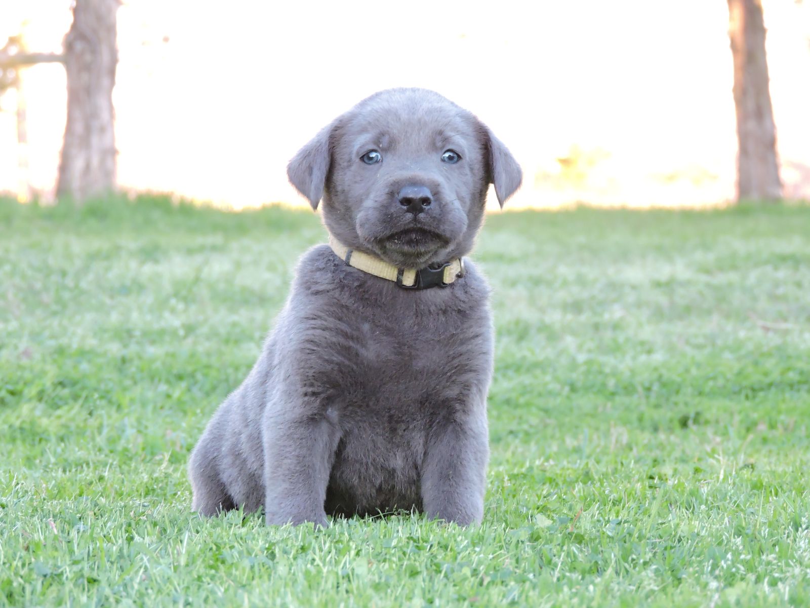 Silver Lab Puppies Kimber CM Green