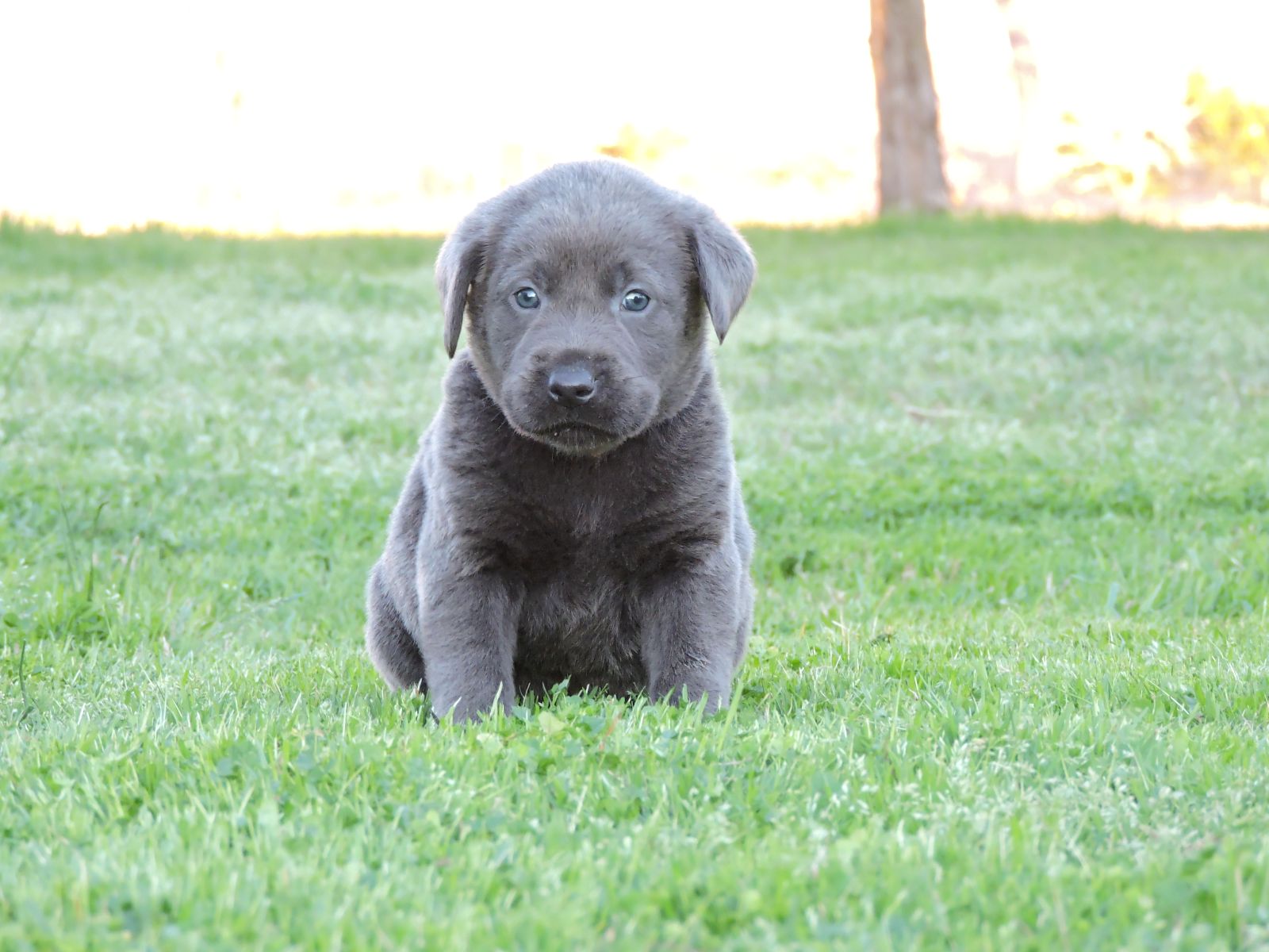 Silver Lab Puppies Kimber CM Orange